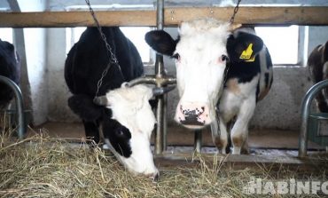 Не даёт корова молоко: что мешает фермерам развиваться