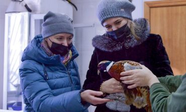Как сотрудницы Гродековского музея спасли фазана от гибели