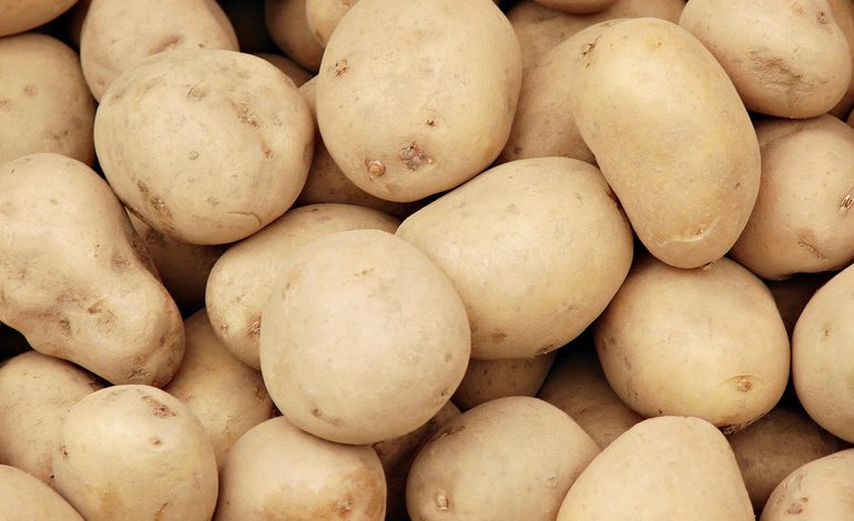 Не корнеплод — золото: могут ли хабаровчане сами себя обеспечить картошкой