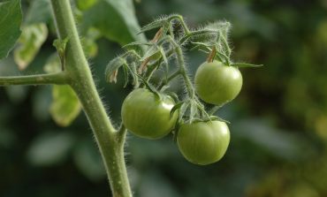 Ядовиты ли зеленые помидоры?