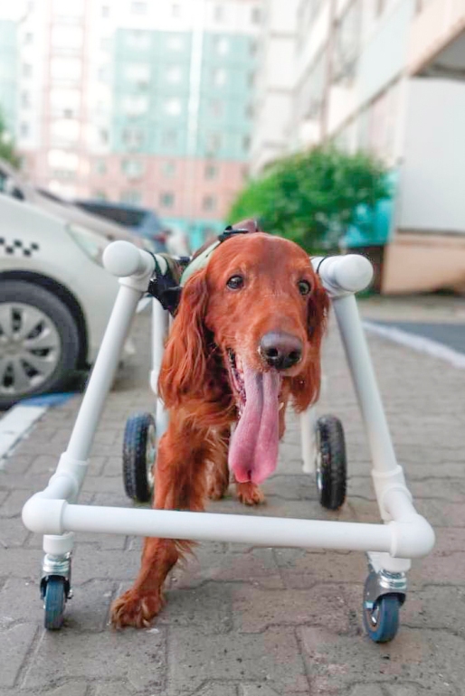 Счастье на колёсиках: как хабаровчанка помогает животным-инвалидам