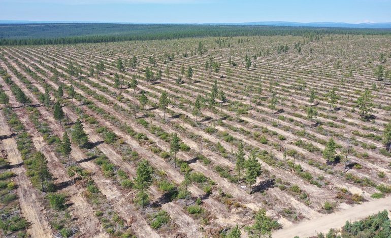 Хвойный лес и экология: Компания «Растим лес» рассказала о том, как сохраняет природный баланс