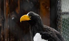 Орланов из Московского зоопарка будут выпускать в Хабаровском крае
