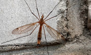 В Хабаровском крае есть малярийные комары, но незаразные