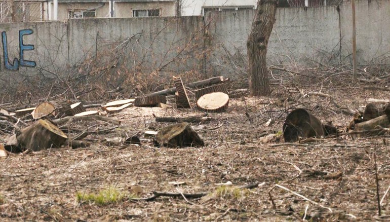 Почему в хабаровском Дендрарии вырубают деревья