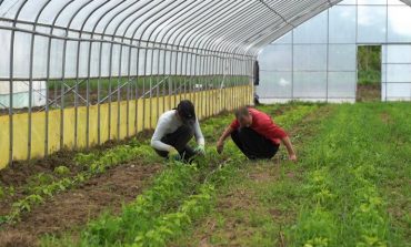 Как семейные фермы обеспечат овощами Хабаровский край