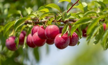 Как повысить урожайность плодово-ягодных культур