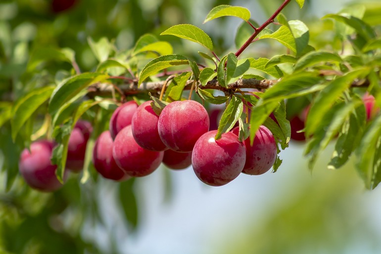 Как повысить урожайность плодово-ягодных культур