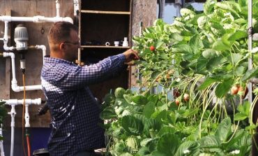 Можно ли заработать на выращивании клубники в Хабаровске?