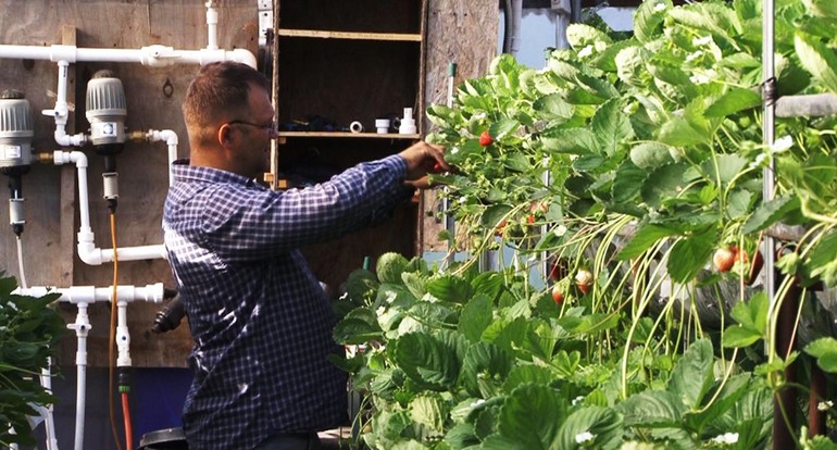 Можно ли заработать на выращивании клубники в Хабаровске?