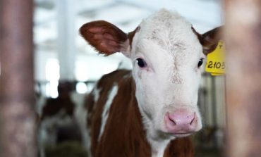 Без любви, но с удовольствием: зачем искусственно осеменяют коров