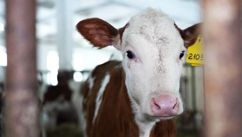 Без любви, но с удовольствием: зачем искусственно осеменяют коров
