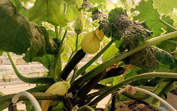 Не только огурцы: и зимние кабачки тоже выращивают в хабаровских теплицах