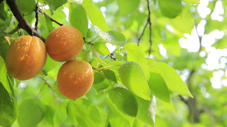 Про абрикосы и сливы: специалист по плодоводству ответил на вопросы дачников