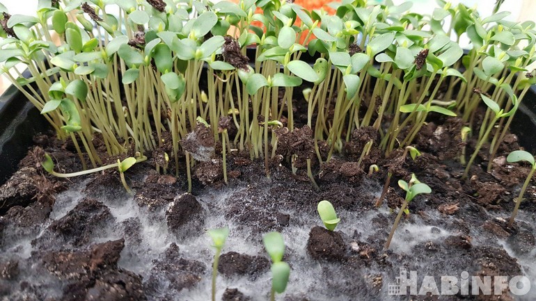 Микрозелень: о пользе, вреде и выращивании в домашних условиях