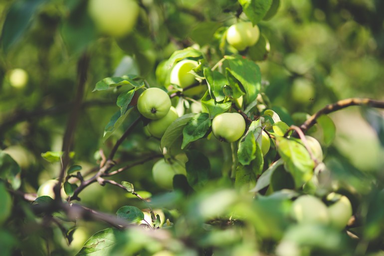Про абрикосы и сливы: специалист по плодоводству ответил на вопросыдачников