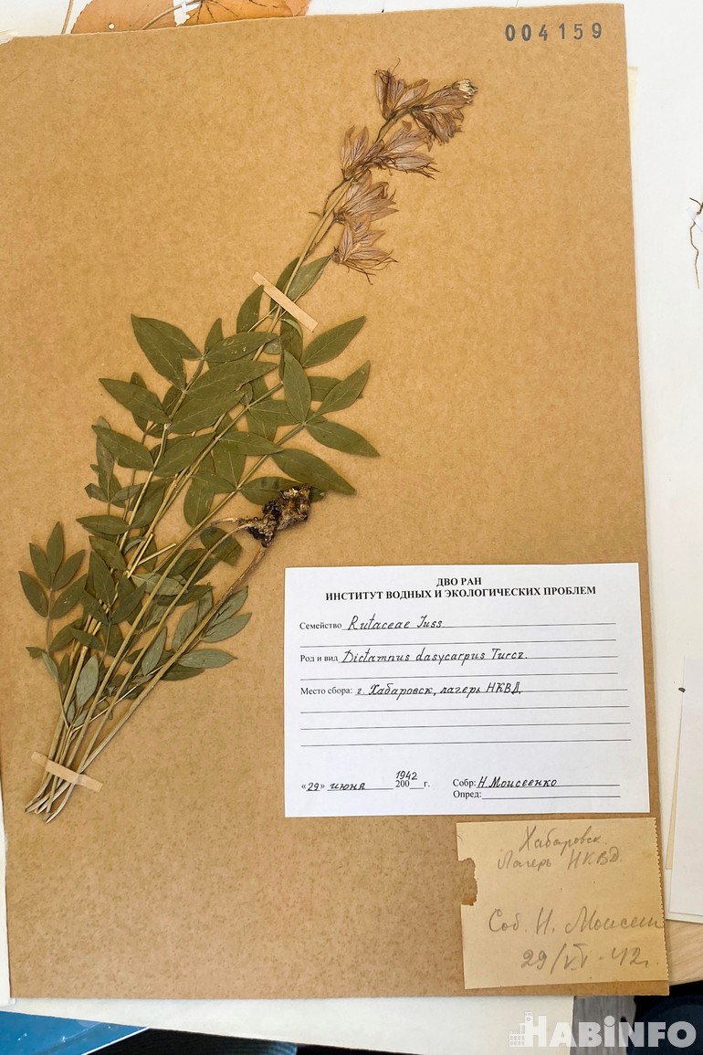 Сорняк – это важно: уникальные гербарии представили дальневосточные ботаники
