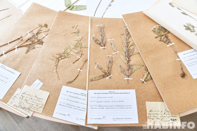 Гербарии и коллекции сорных растений