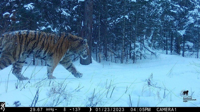 Теперь и нас посчитали: экологи проводят фотомониторинг тигров