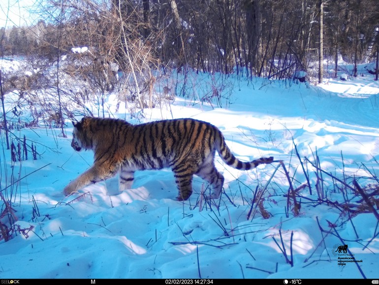 Как хабаровские ветеринары приняли участие в спасении юного тигра