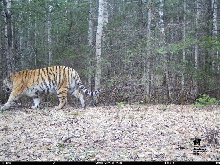 Теперь и нас посчитали: экологи проводят фотомониторинг тигров