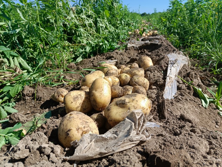 Коломбо из Марусино: как на семейной ферме выращивают картофель