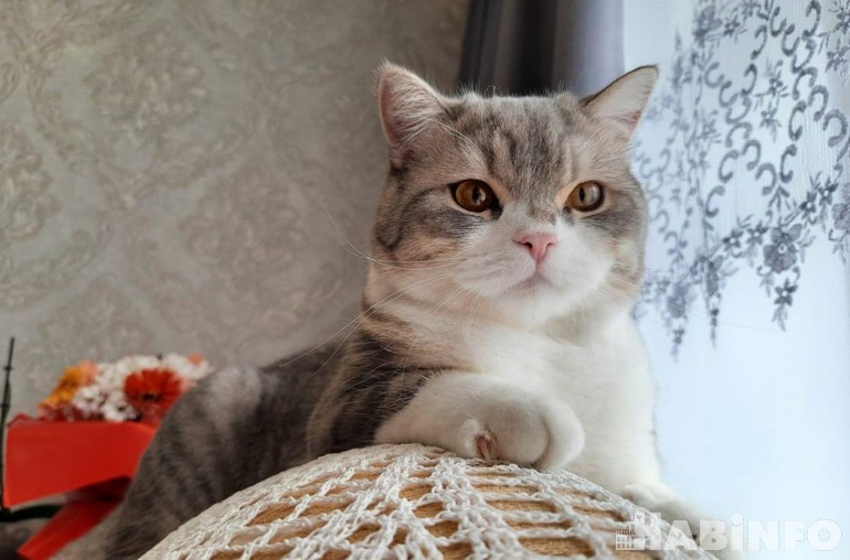 ВЫИГРАЙ 3000 рублей для своего питомца — участвуй в фотоконкурсе «Кот в доме хозяин»
