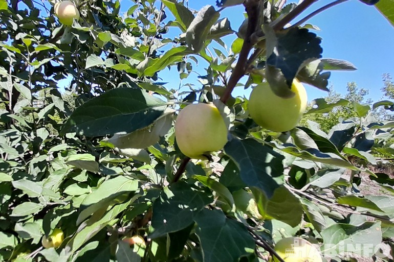 как вырастить яблоню