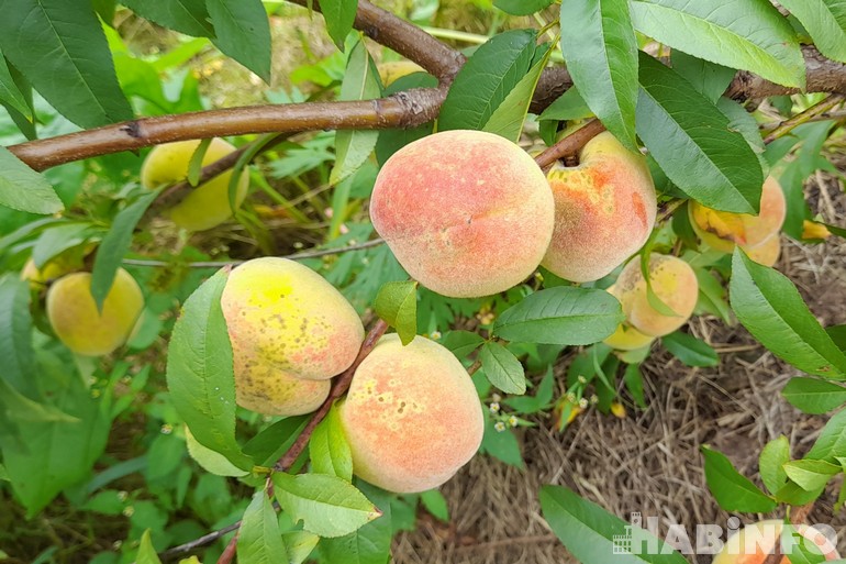 выращивание персика хабаровск