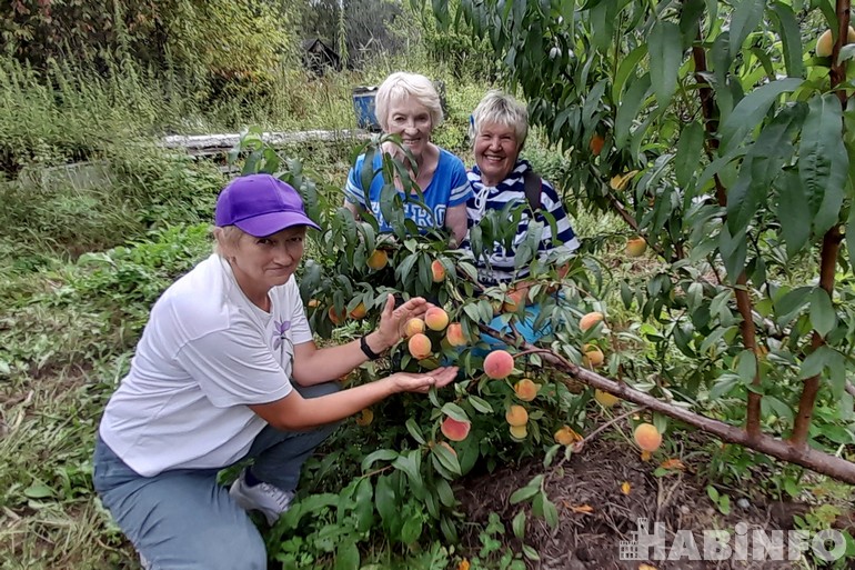 Танцы с бубном, или Стоит ли в Хабаровске выращивать персик